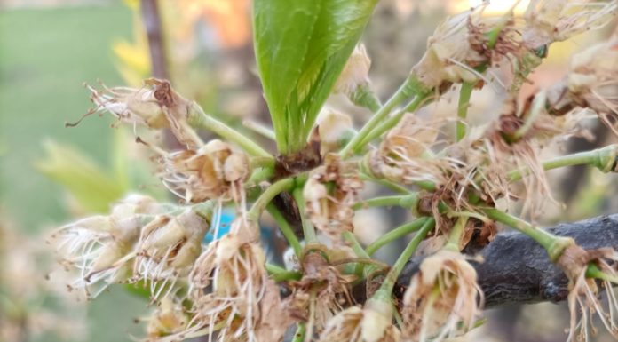 ANCHE QUEST’ANNO DANNI DA GELATE