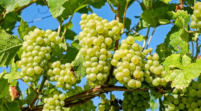 METEO AGRICOLTURA: PREVISIONI PER I PROSSIMI GIORNI